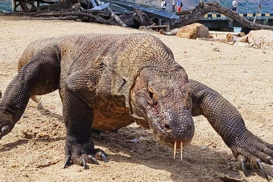 科莫多国家公园一日快艇之旅