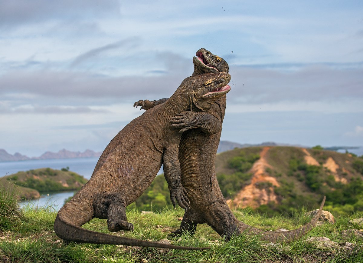 Komodo Island