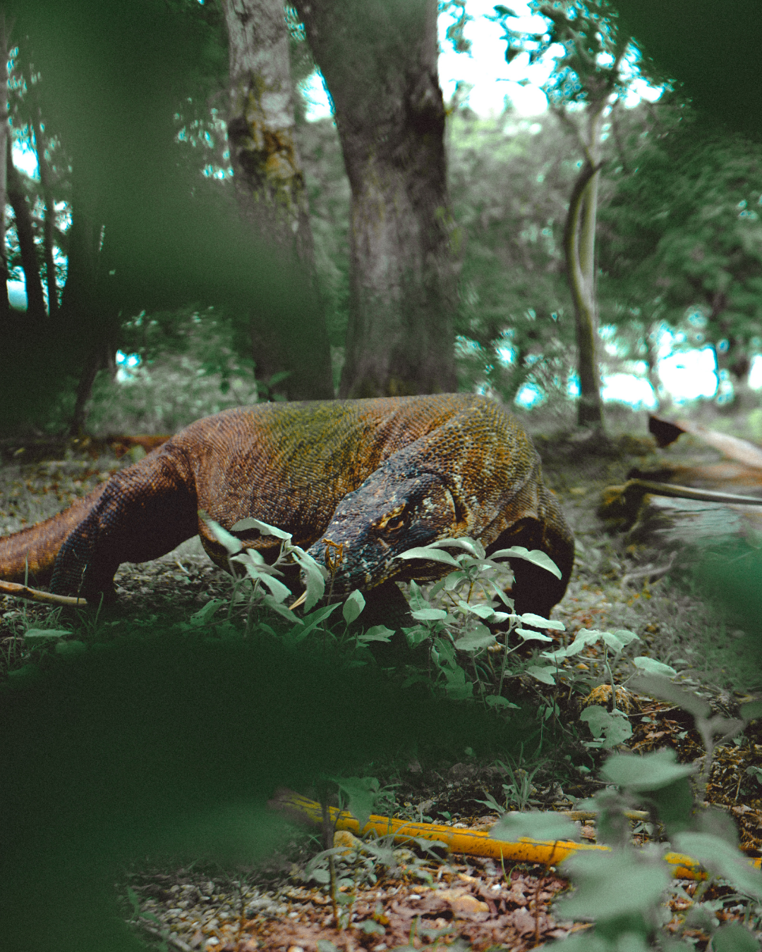 komodo island