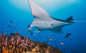 manta
